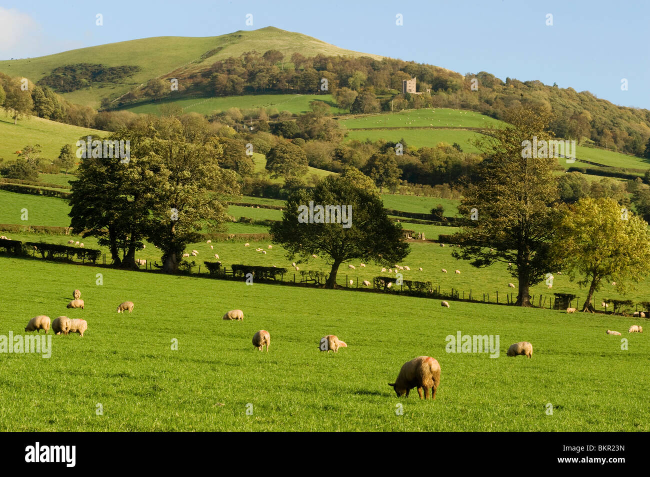 Wales, Clwyd. Eine Herde Schafe grasen auf einer Farm in North Wales vor dem Hintergrund der Clwydian Hügel. Stockfoto