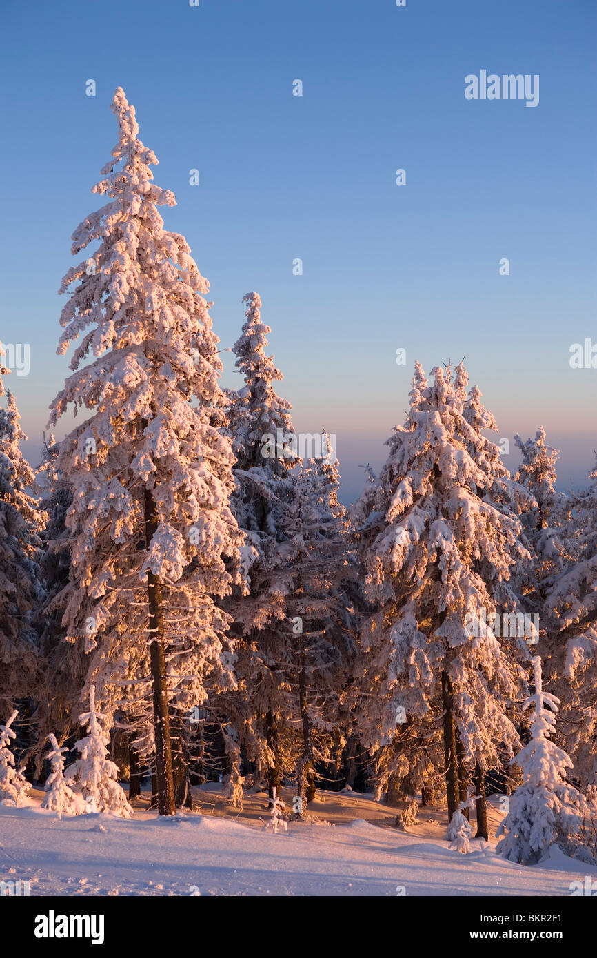 Winterlandschaft mit gefrorenen Bäumen. Stockfoto