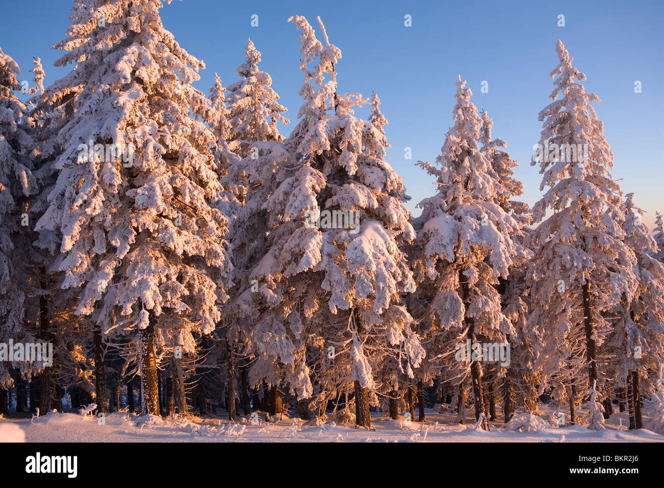 Winterlandschaft der frostigen Bäume. Stockfoto