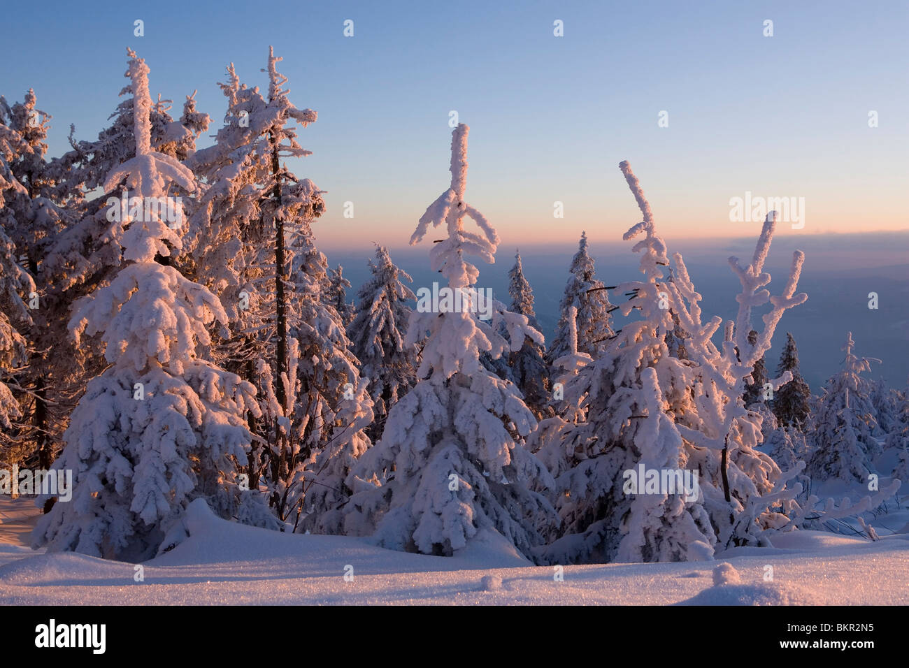Winterlandschaft der frostigen Bäume. Stockfoto