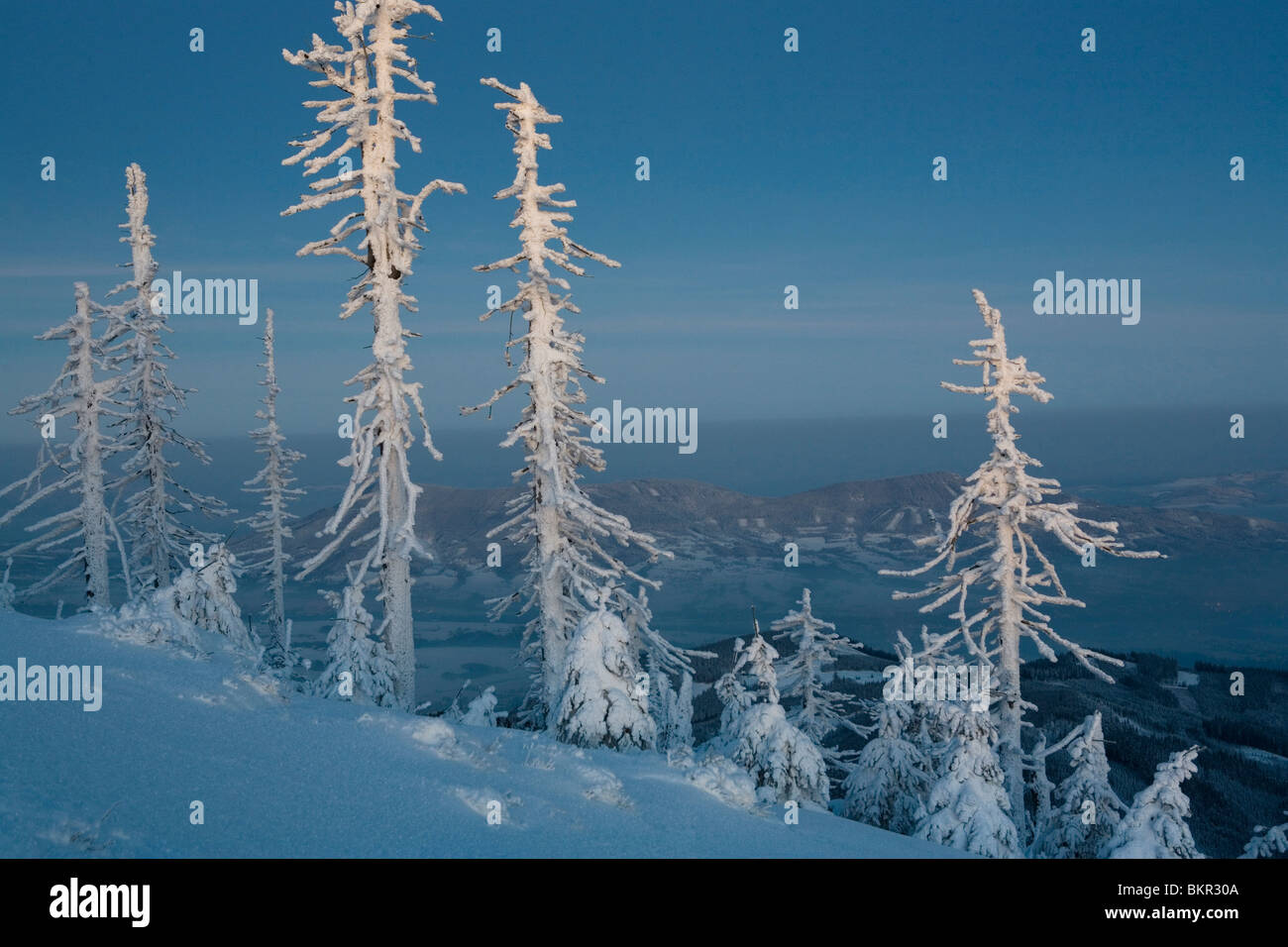Weiße Silhouetten von verschneiten Bäumen im Hochgebirge. Stockfoto