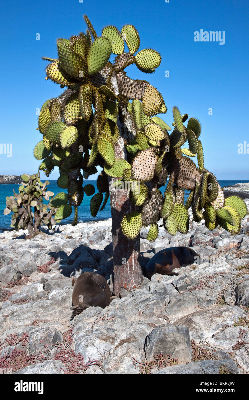 Galapagos Inseln, Galapagos-Seelöwen ruht unter einem riesigen Kaktus Baum auf der Insel South Plaza. Stockfoto