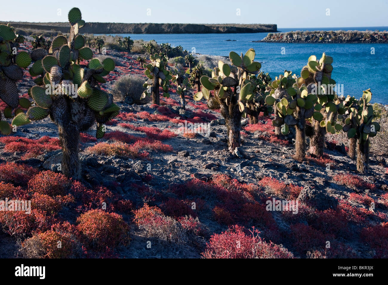 Galapagos-Inseln, riesige Kakteen Bäume und rote Sesuvium wachsen auf der sonst kargen Insel South Plaza. Stockfoto