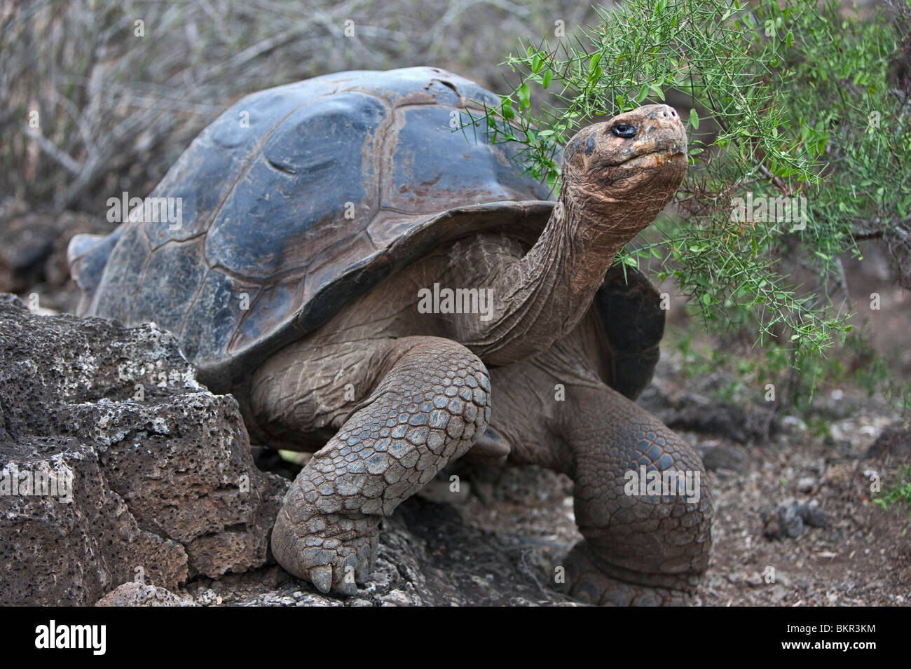 Galapagos-Inseln, gewölbte eine riesige Schildkröte nach dem die Galapagos-Inseln benannt wurden. Stockfoto