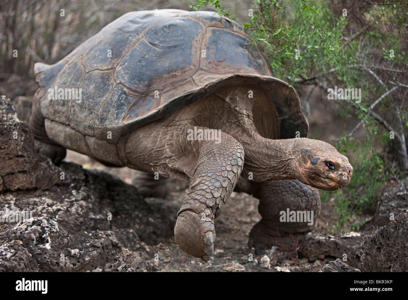 Galapagos-Inseln, gewölbte eine riesige Schildkröte nach dem die Galapagos-Inseln benannt wurden. Stockfoto