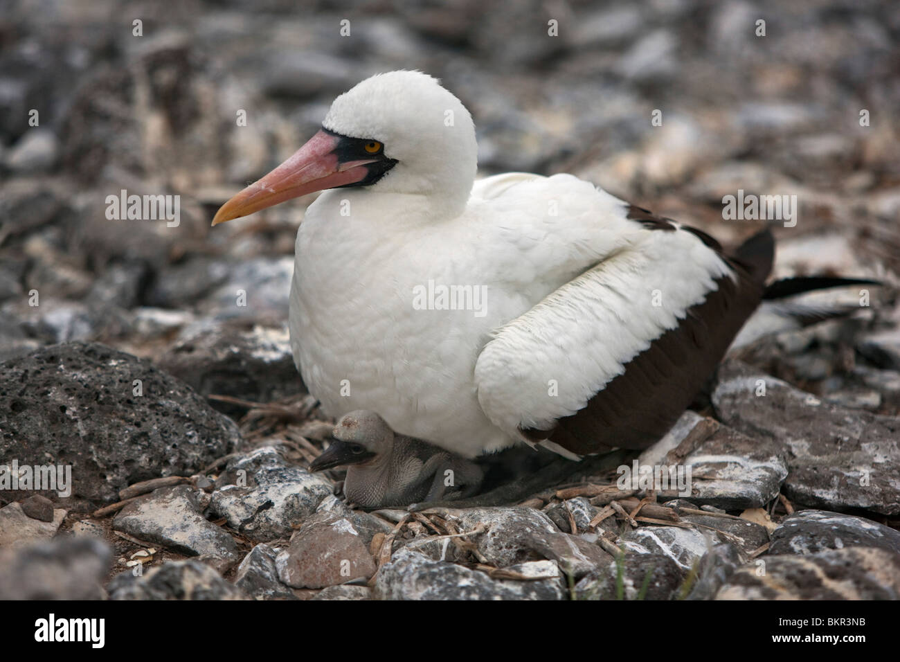 Galapagos, A Nazca-Tölpel & Küken, Punta Suarez. In der Regel 2 Eiern legen, je älter wird push-out seine Geschwister, so dass es zu sterben. Stockfoto