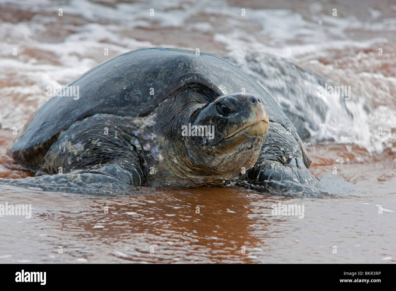 Galapagos-Inseln, eine große pazifische Suppenschildkröte im seichten Wasser von Bartolome Insel. Stockfoto