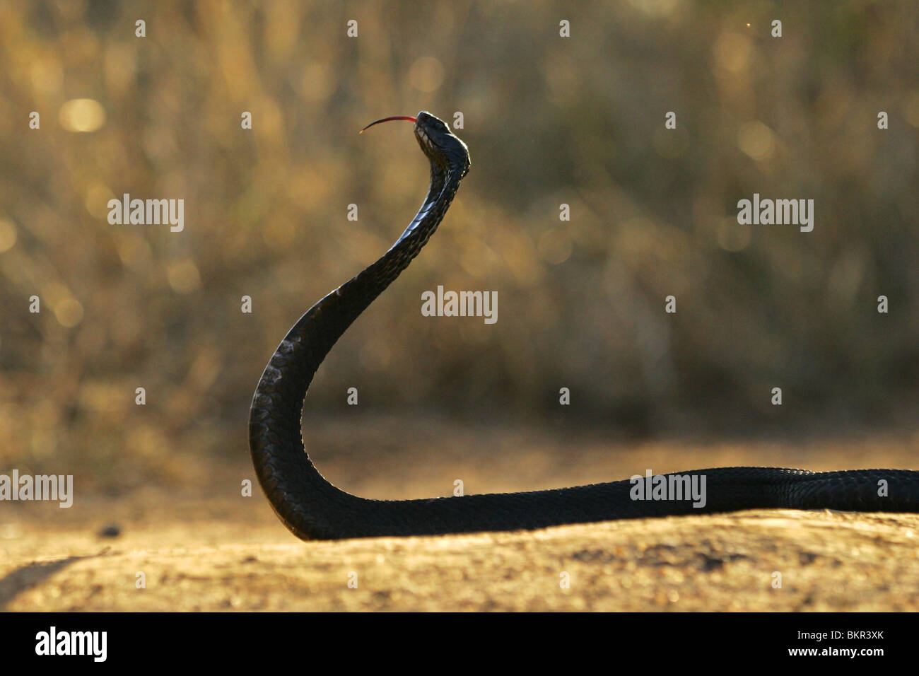 Rinkhals, Hemachatus Haemachatus, afrikanisch, Reptil, Schlange Stockfoto