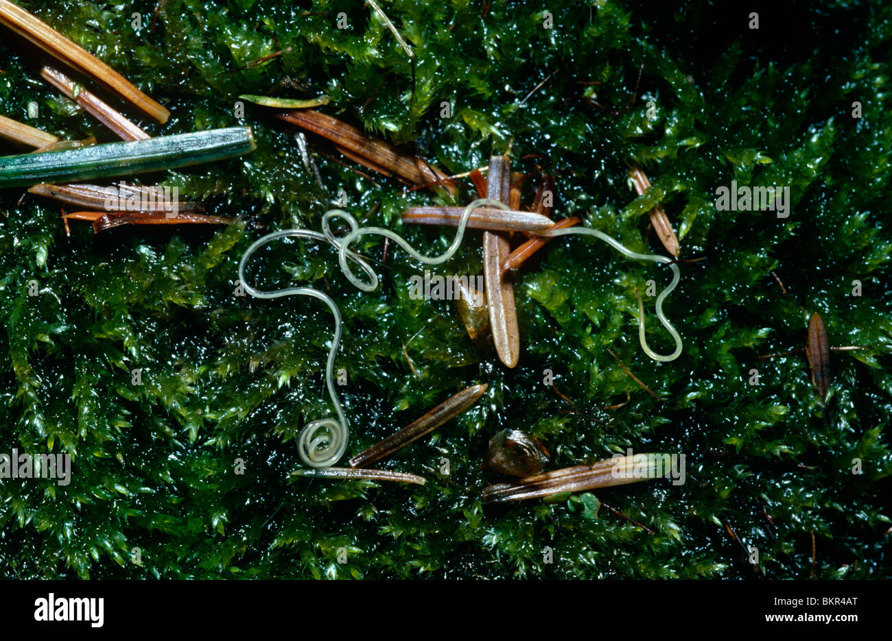 Fadenwurm (Mermis SP.: Nematoda). Weiblich über dem Boden in den feuchten Bedingungen; die Larven sind Parasiten von verschiedenen Insekten UK Stockfoto
