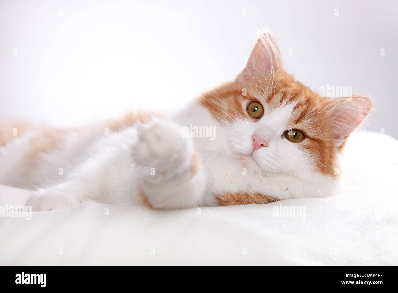 Sibirische Katze / Sibirische Katze Stockfoto