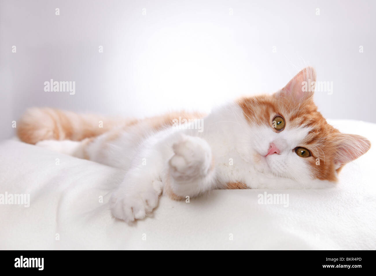 Sibirische Katze / Sibirische Katze Stockfoto