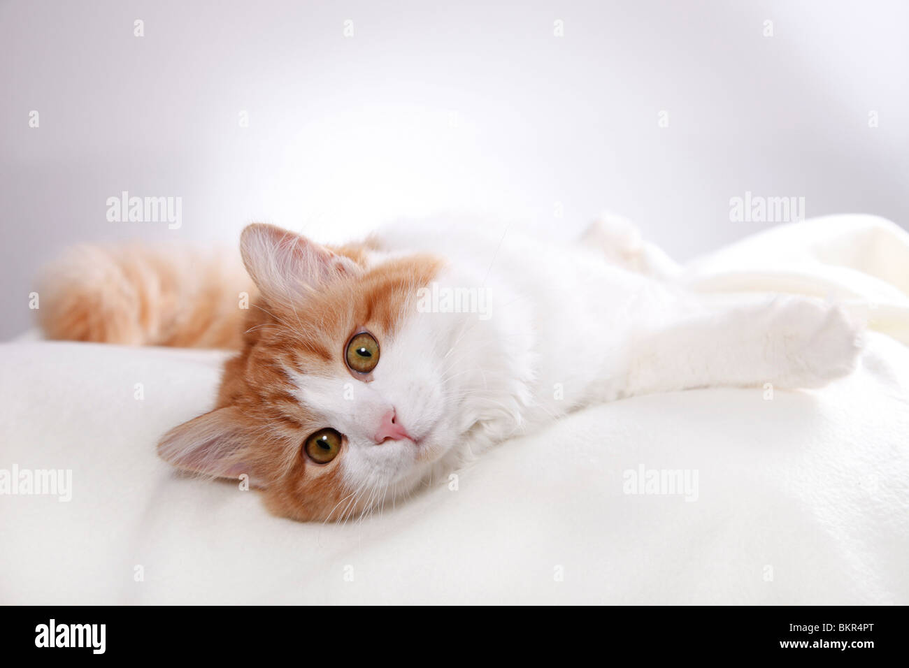 Sibirische Katze / Sibirische Katze Stockfoto