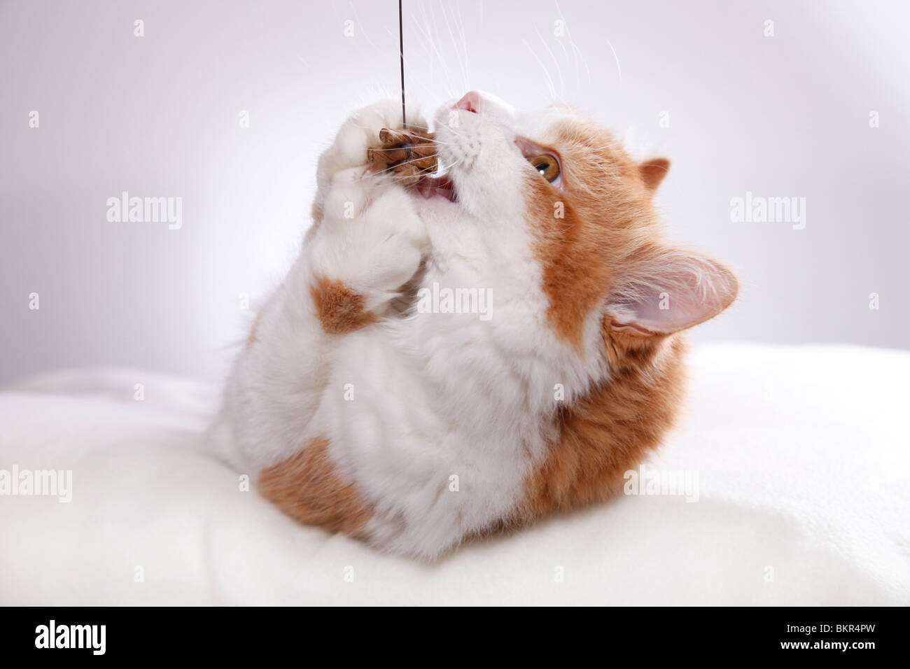 Sibirische Katze / Sibirische Katze Stockfoto