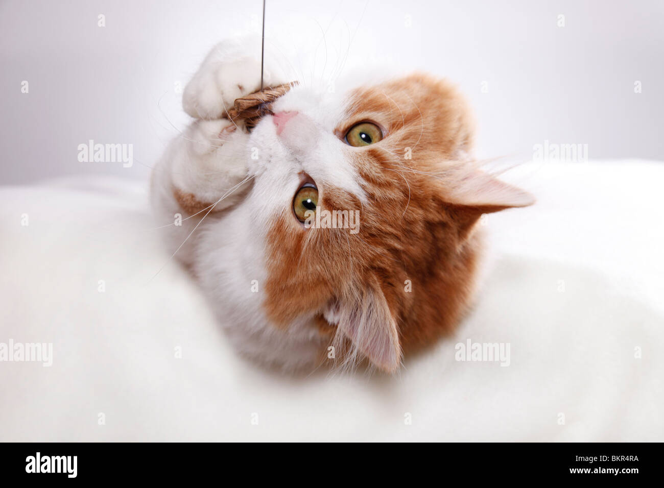 Sibirische Katze / Sibirische Katze Stockfoto