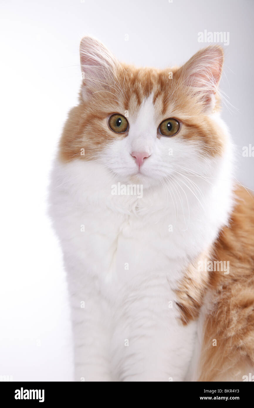 Sibirische Katze / Sibirische Katze Stockfoto