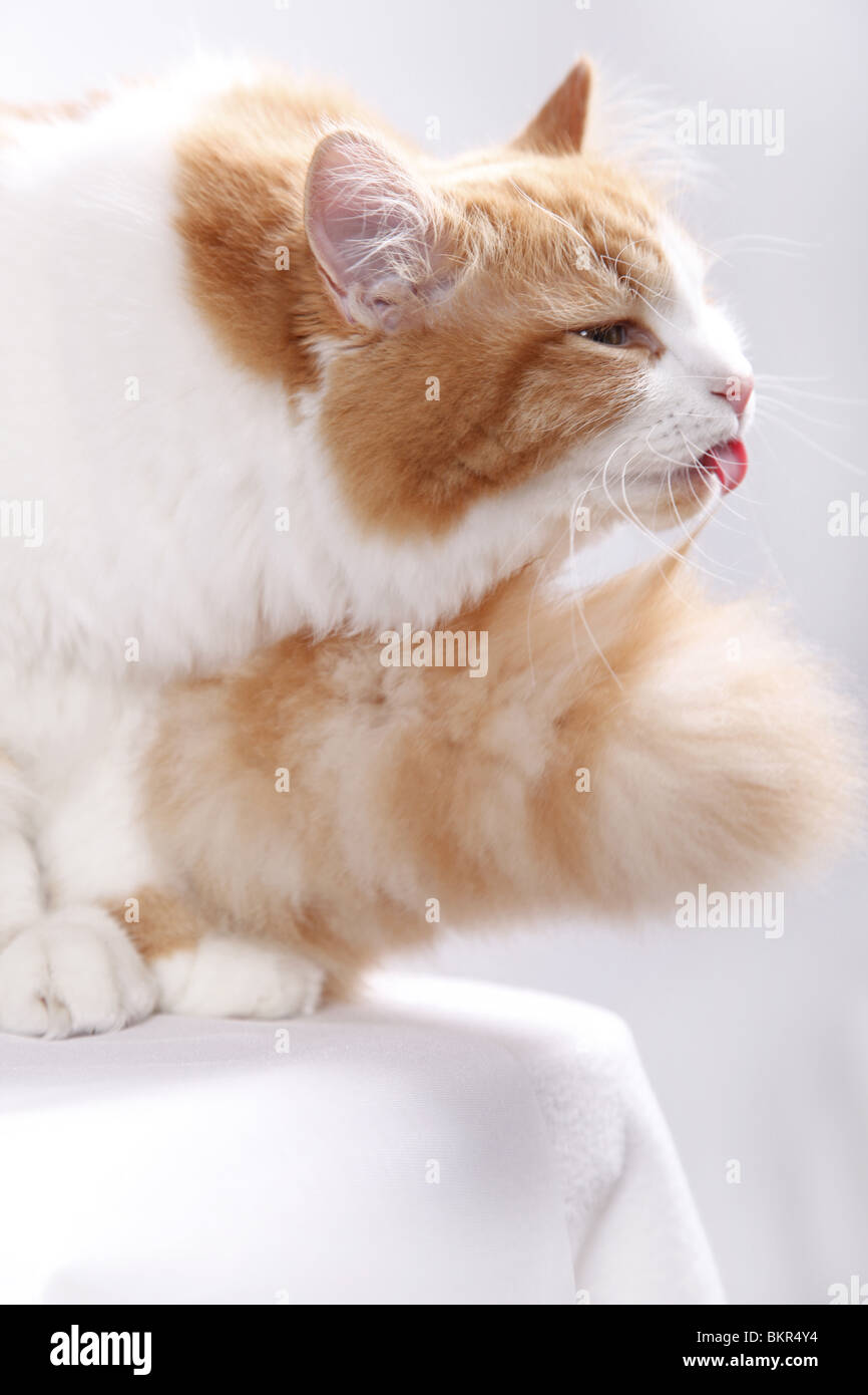 Sibirische Katze / Sibirische Katze Stockfoto