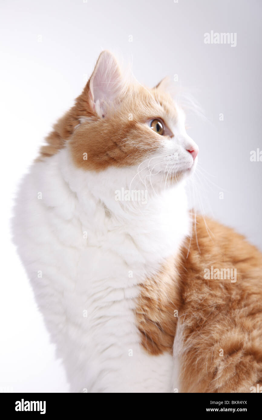 Sibirische Katze / Sibirische Katze Stockfoto