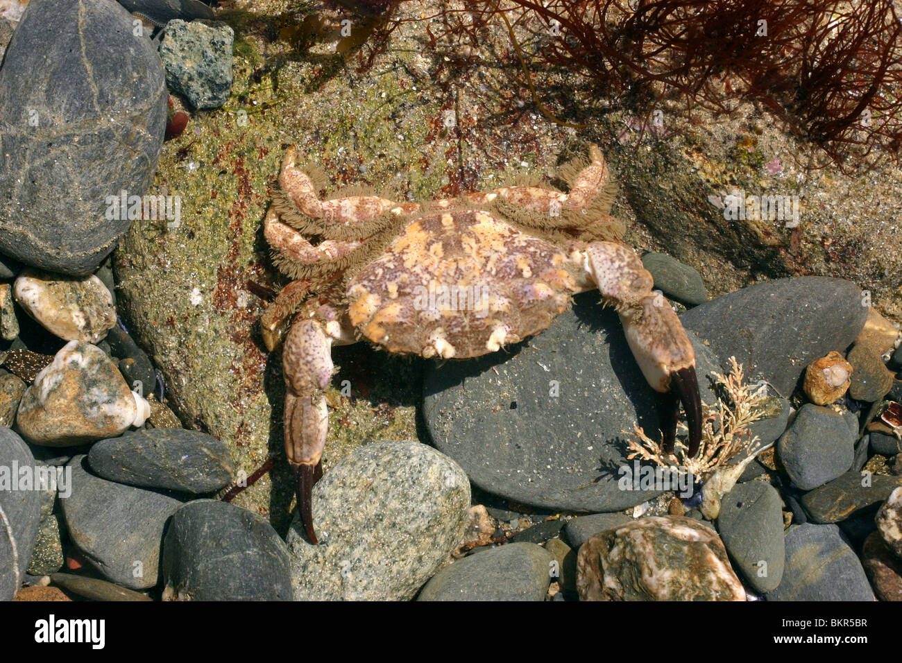 Die Risso / braun krallte gefurcht Krabbe (Xantho Pilipes) in einem Rockpool, UK. Stockfoto