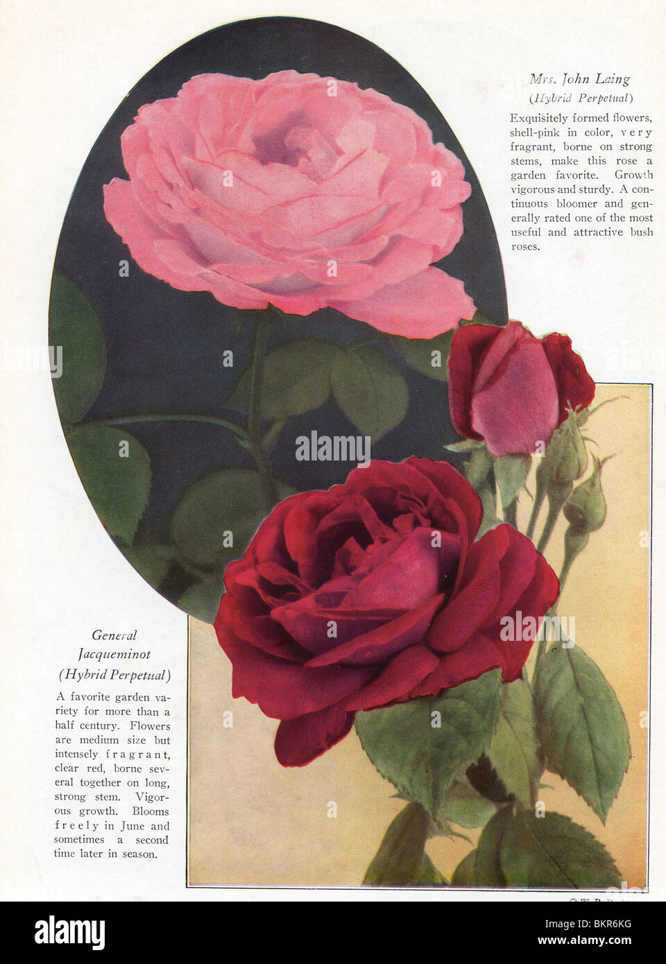 Rosa & rote Rose Stockfoto