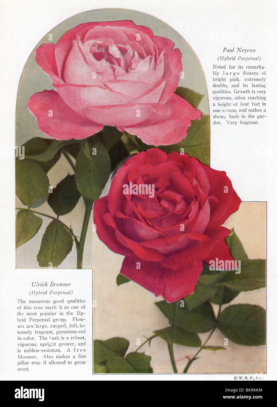Rosa & rote Rose Stockfoto