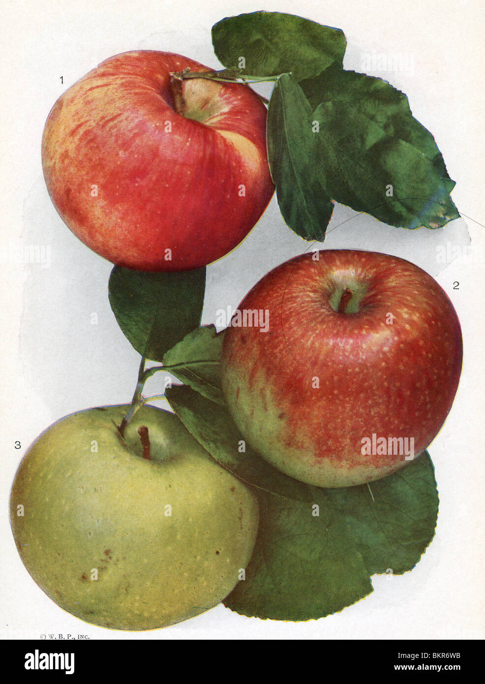 Grüne und rote Äpfel Stockfoto