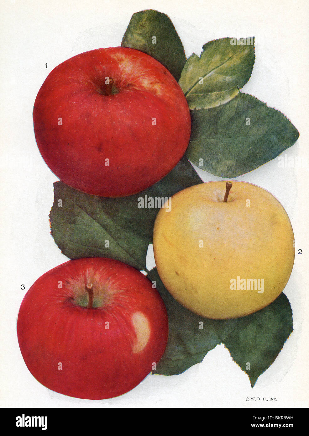 Roten & grüne Äpfel Stockfoto