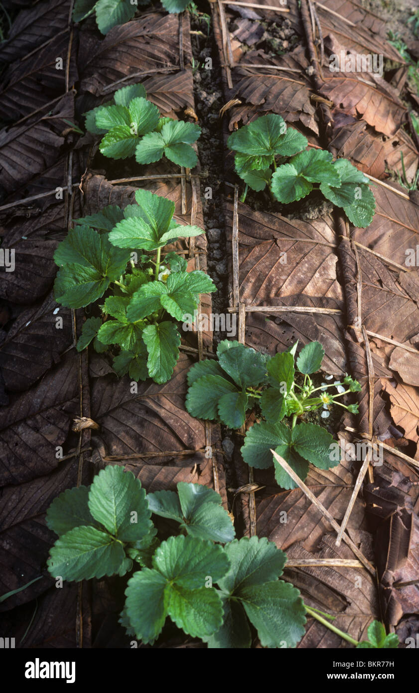 Junge Erdbeerpflanzen mit großen Blättern, die als Deckung zur Unkrautbekämpfung, Thailand Stockfoto