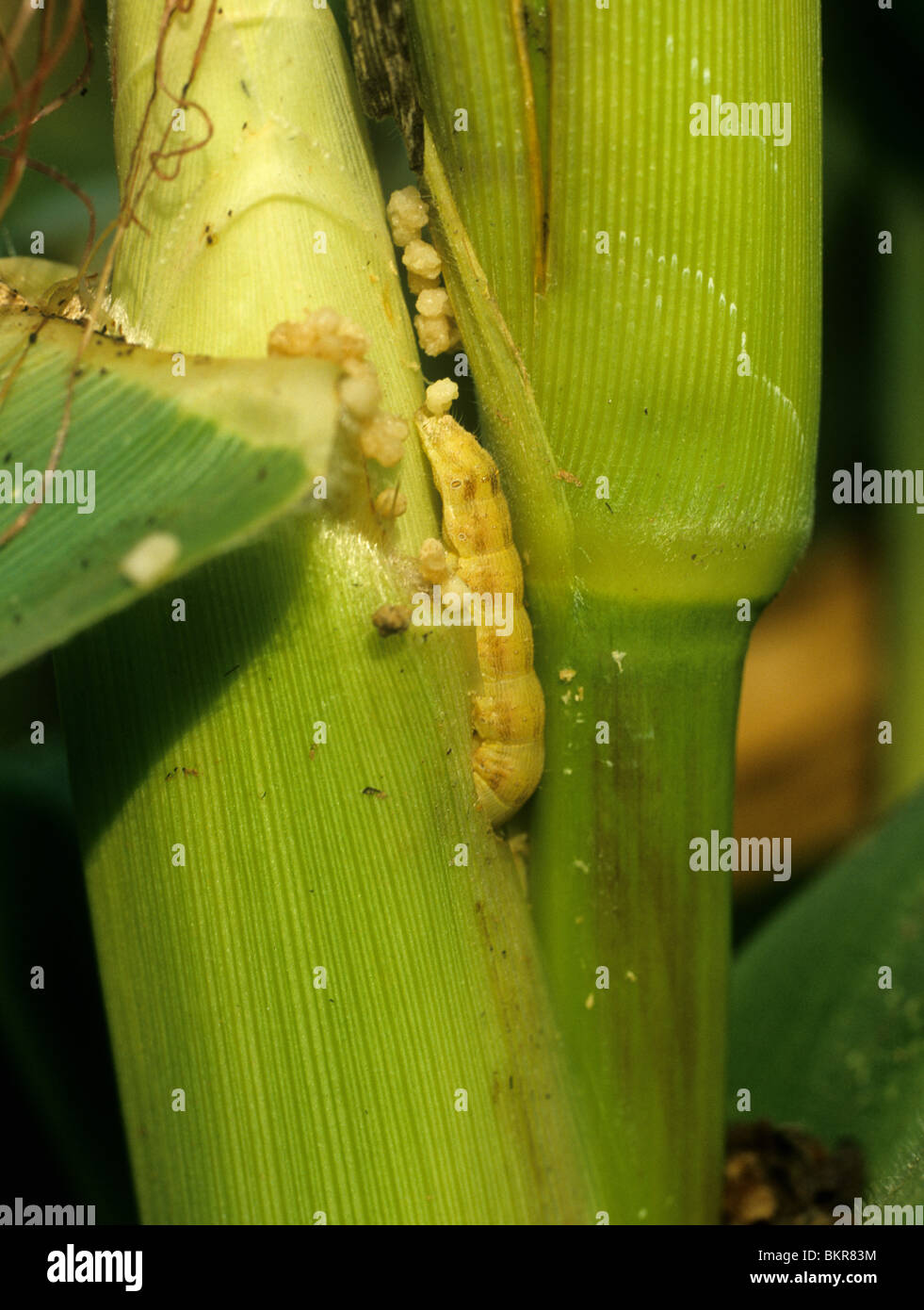 Alten Welt Bollworm, Mais Ohrwurm oder Fruitworm (Helicoverpa Armigera) ernähren sich von Mais oder Corn Cob, Thailand Stockfoto