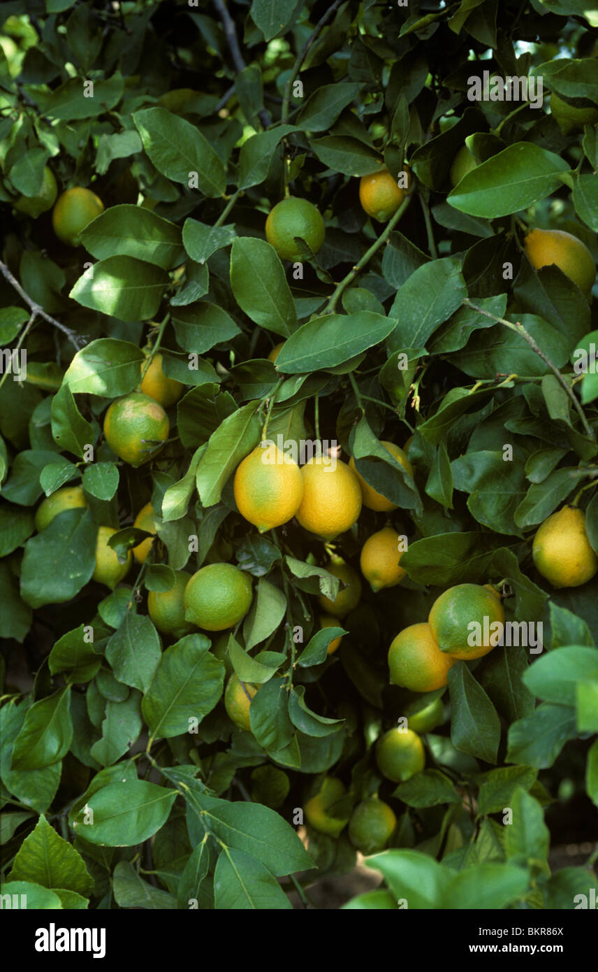 Reife Zitrone Früchte auf dem Baum in der Nähe von Valencia, Spanien, November Stockfoto