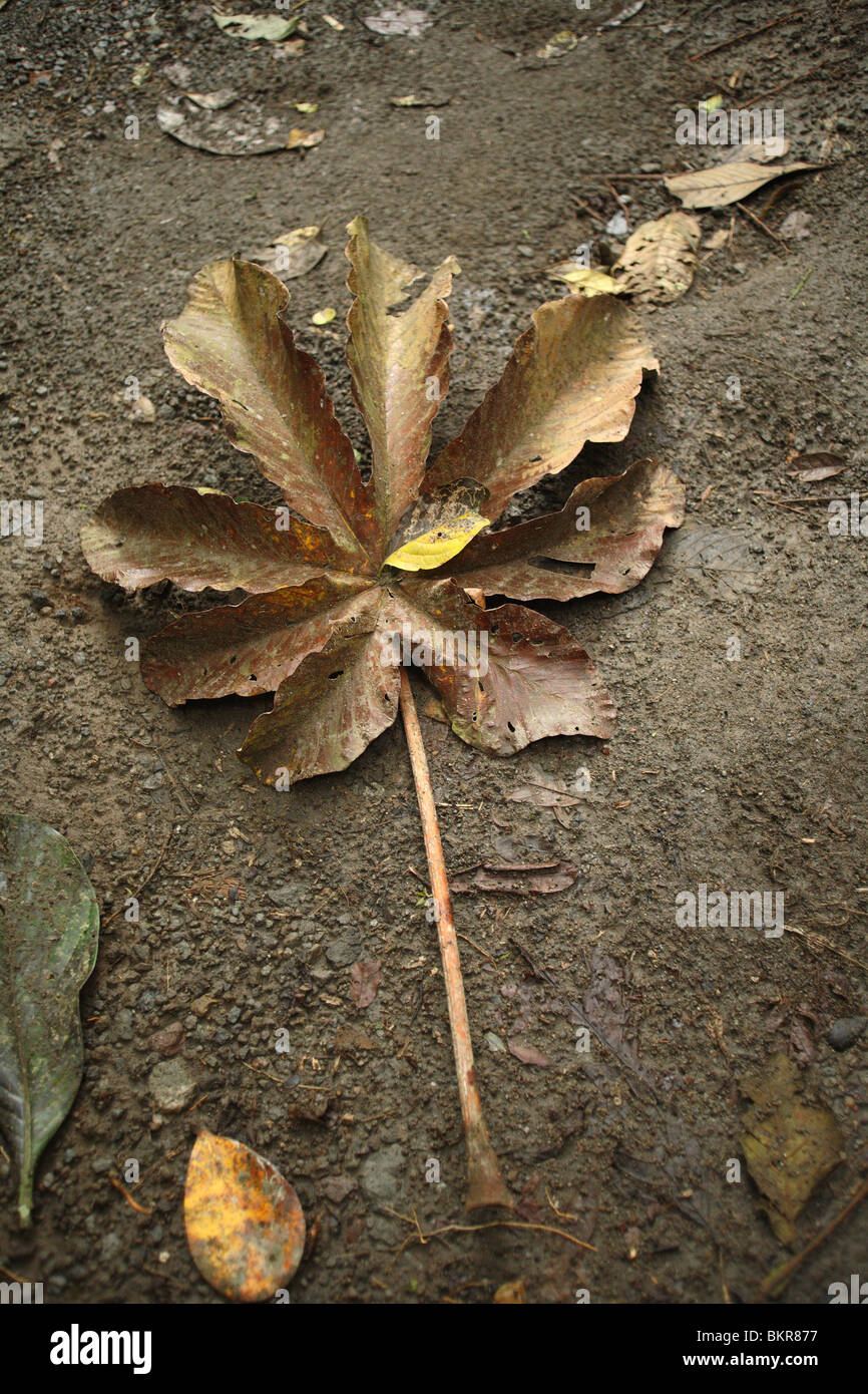 Getrocknete tropische Blätter, die zwanzigmal stärker als Marihuana. Stockfoto