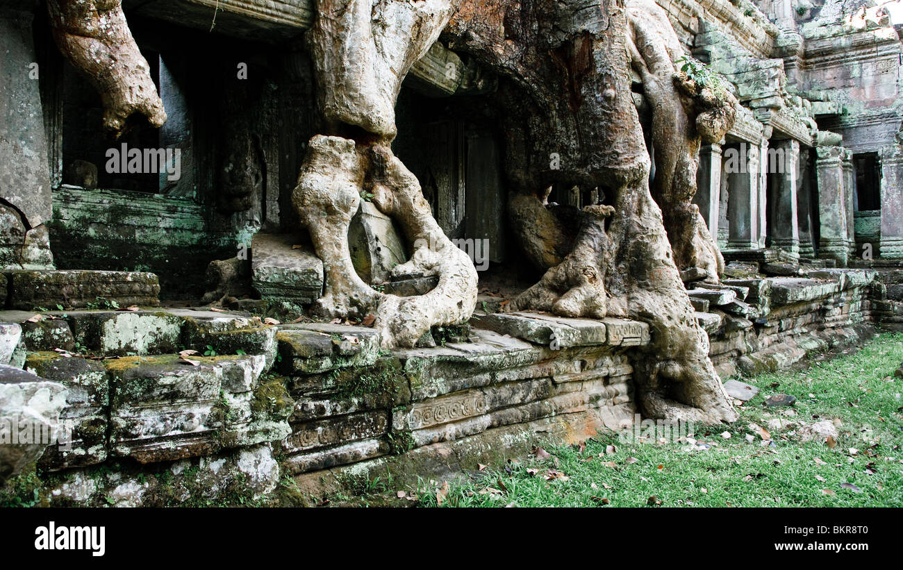 Bäume am Preah Khan Tempel Kambodscha Stockfoto