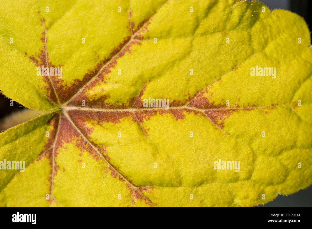 Gelbes Blatt Nahaufnahme von Heucherella "Ampel" Hybridpflanze Heuchera und Tiarella Stockfoto