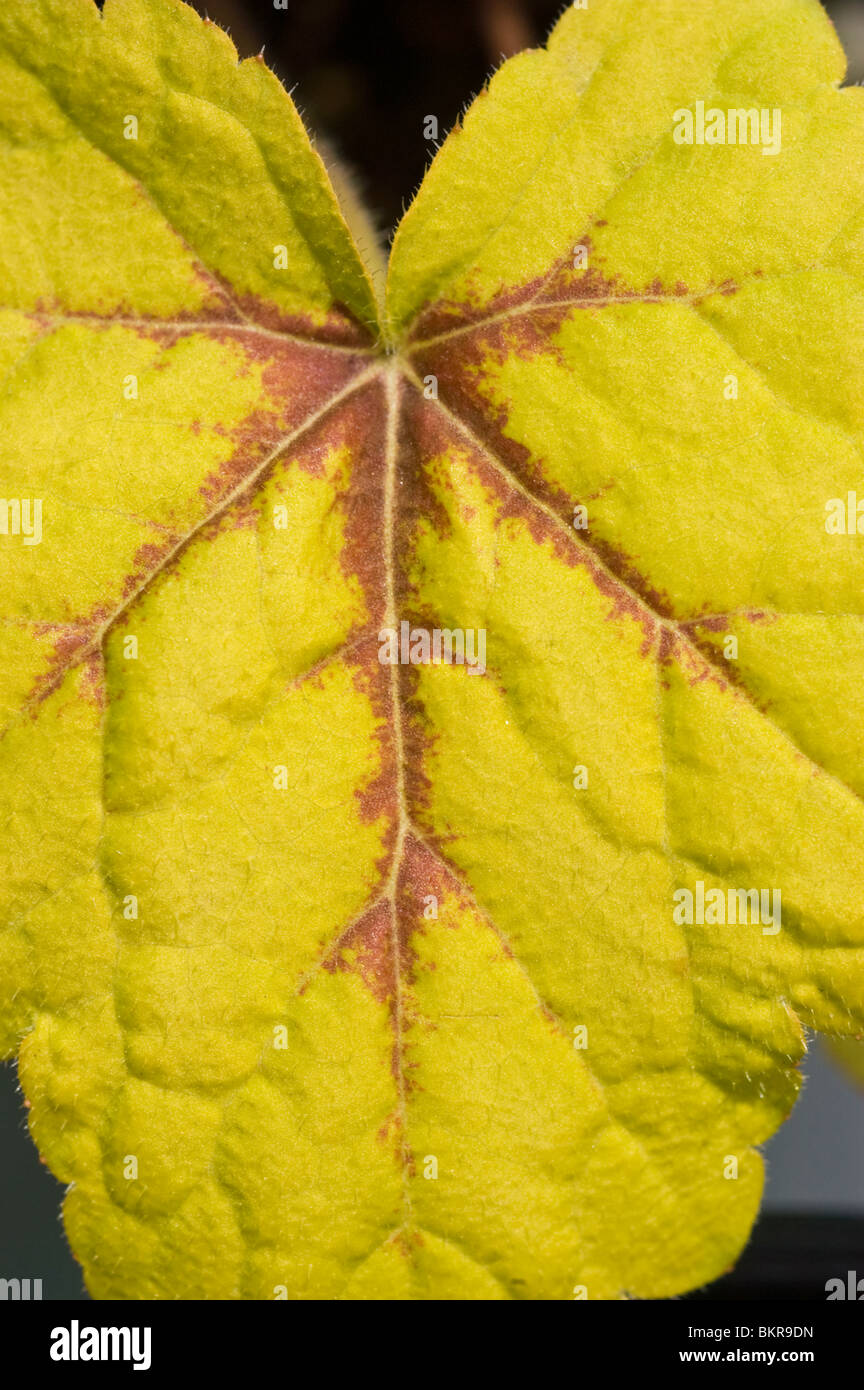 Gelbes Blatt Nahaufnahme von Heucherella "Ampel" Hybridpflanze Heuchera und Tiarella Stockfoto