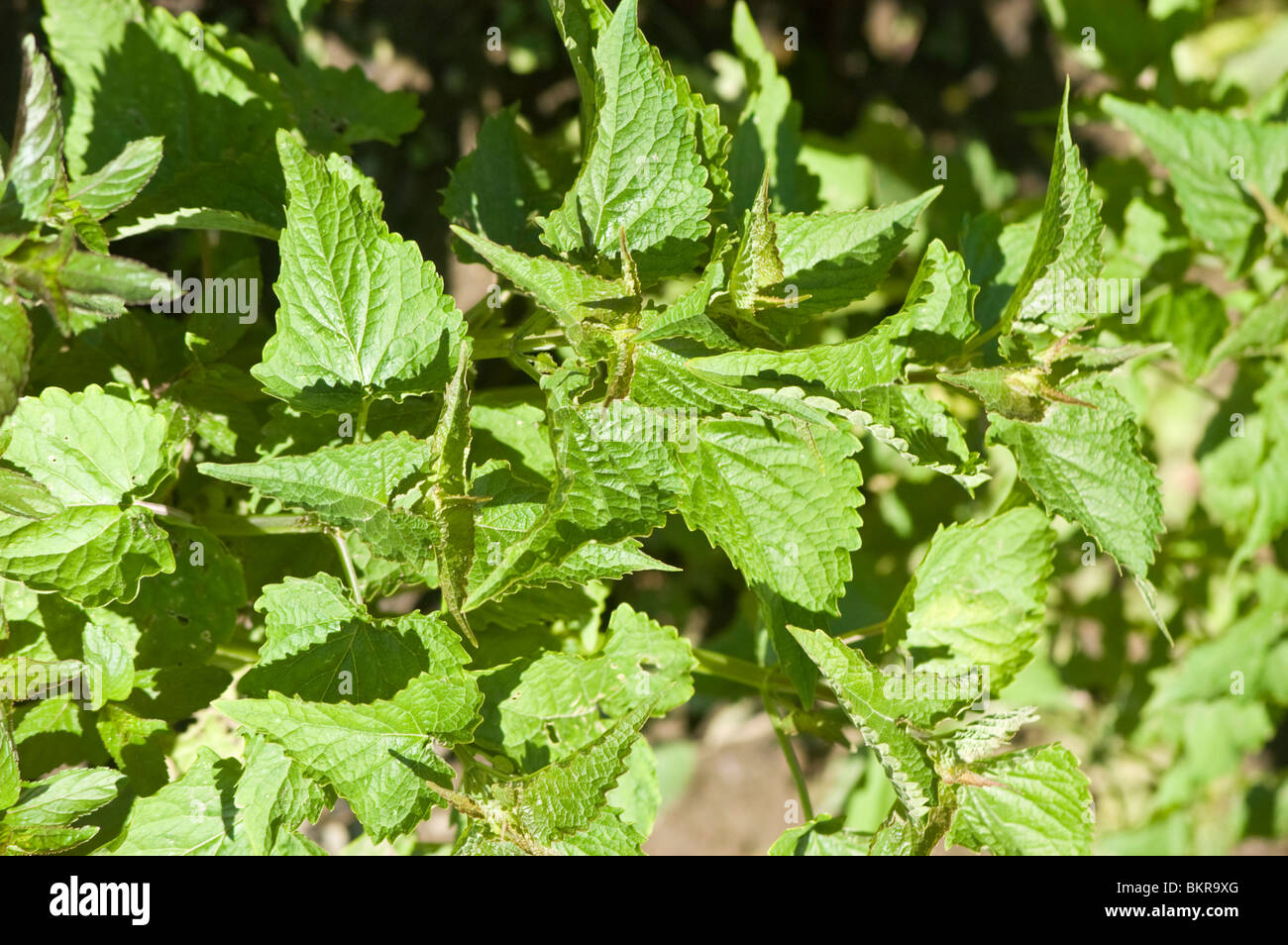 Blätter von Anis Ysop, Wildform Foeniculum, Lamiaceae, Lakritz Mint USA Stockfoto