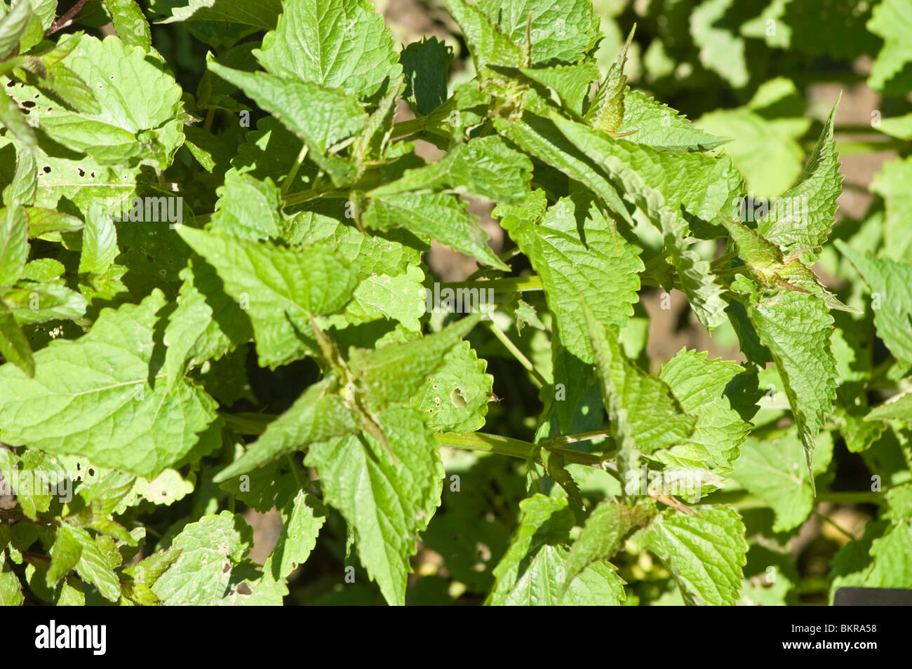 Leuchtend grüne Blätter von Anis Ysop, Agastache foeniculum, Lamiaceae, Lakritzminze in den USA. Nahaufnahme aromatischer krautiger Staudenblätter. Stockfoto