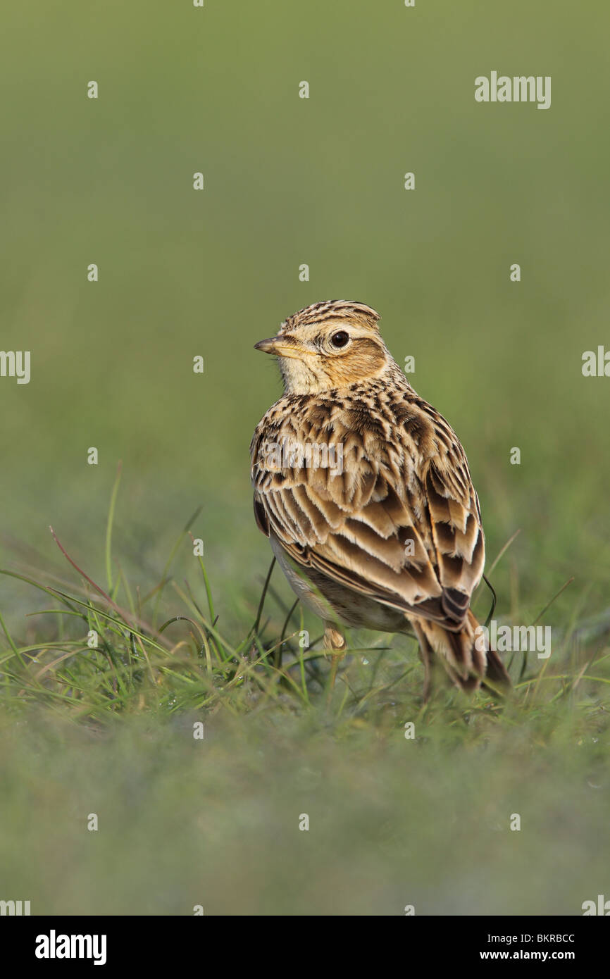 Feldlerche, Alauda Arvensis, UK. Stockfoto