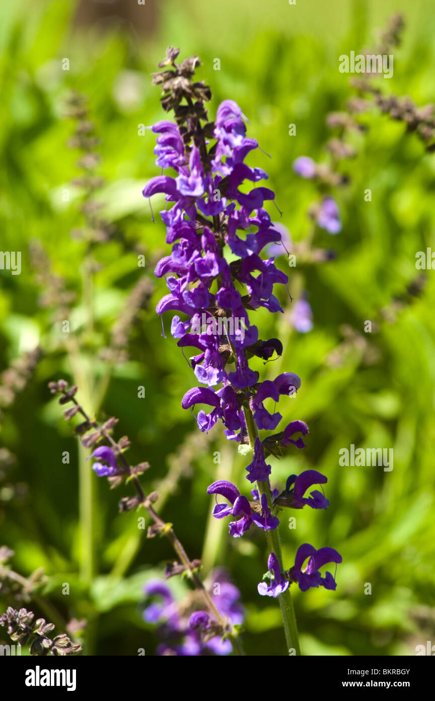 Salvia Pratensis, violett, Frühling, Blumen, Wiese Muskatellersalbei,  Lamiaceae, Salbei, Szalwia Lakowa Stockfotografie - Alamy
