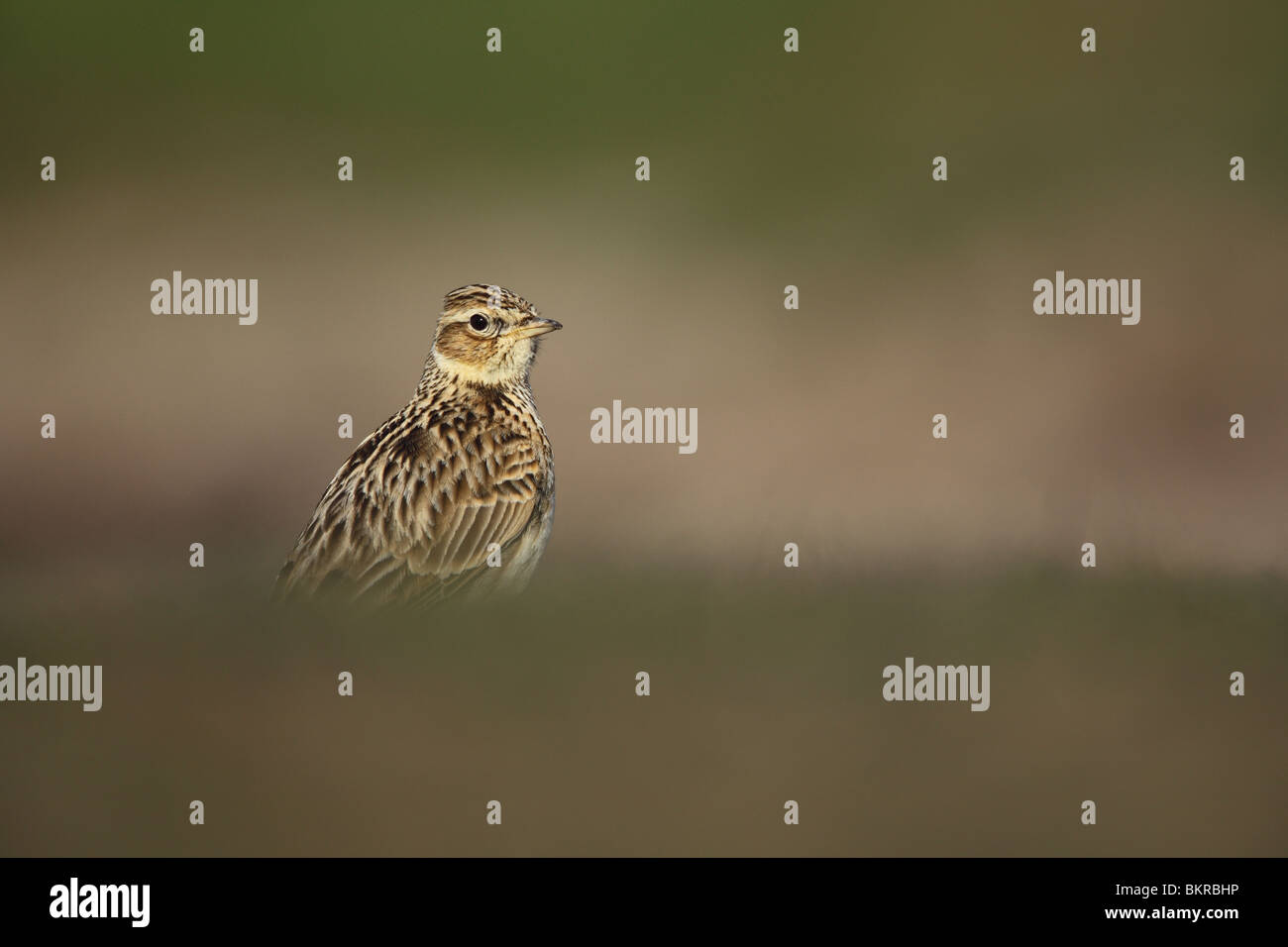 Feldlerche, Alauda Arvensis, UK. Stockfoto