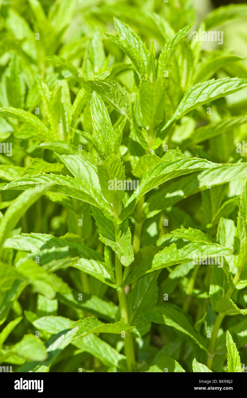 Mentha Spicata, Heilpflanze, Spearmint, Lamiaceae, Mieta klosowa Stockfoto