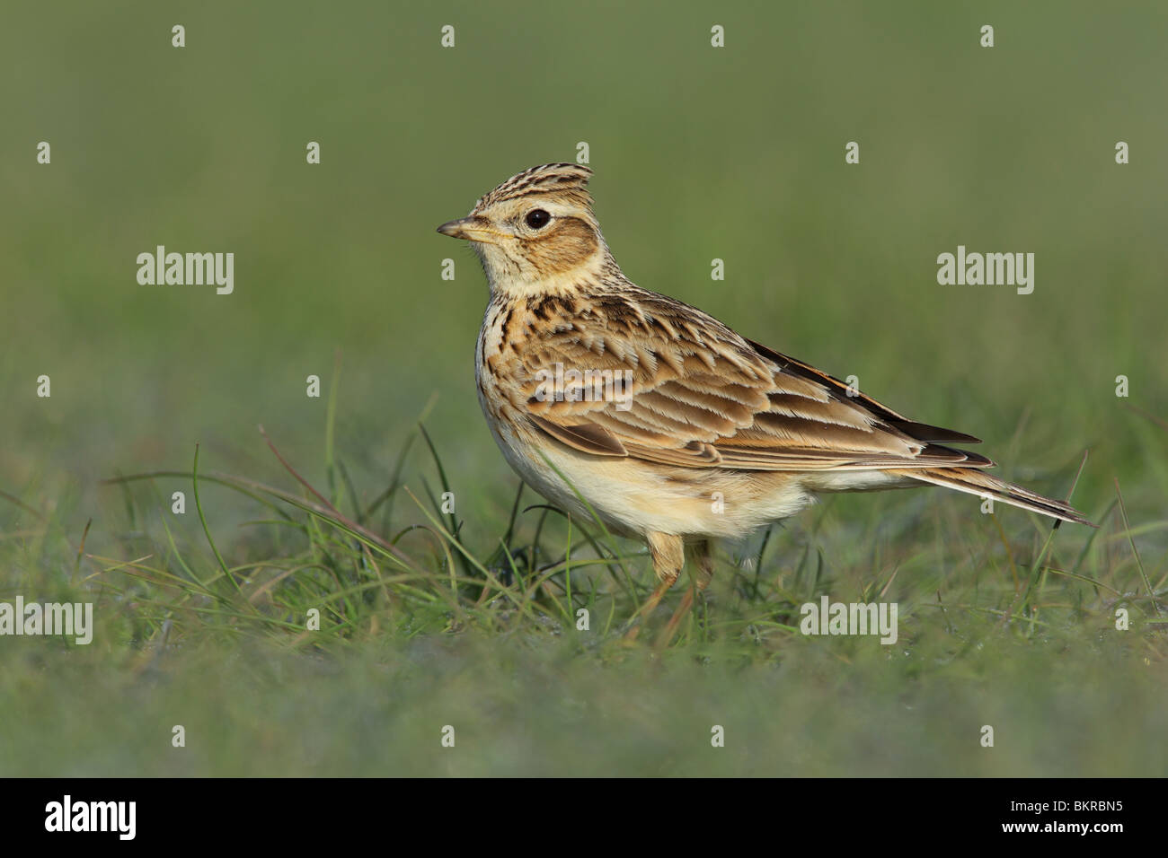 Feldlerche, Alauda Arvensis, UK. Stockfoto