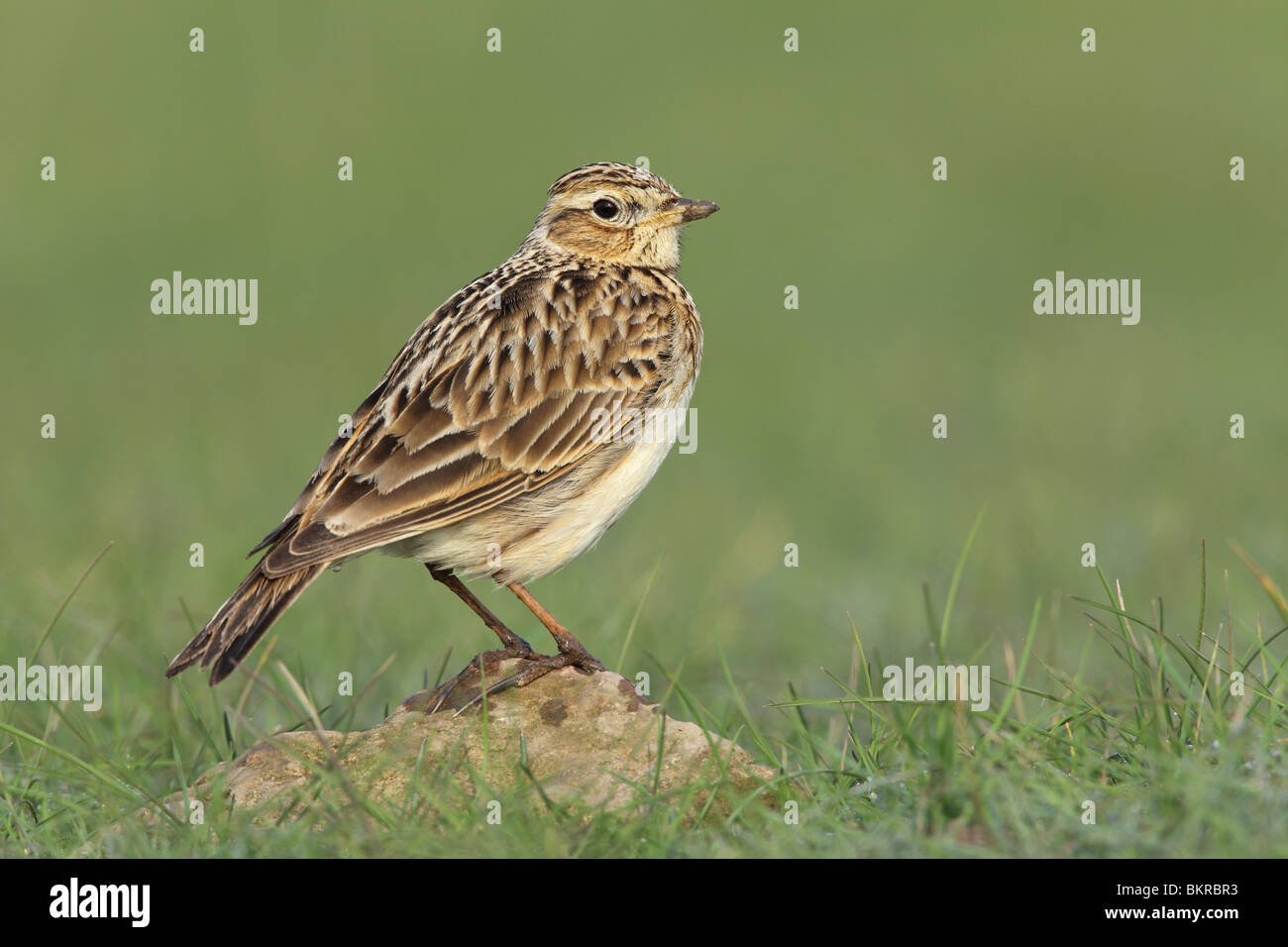 Feldlerche, Alauda Arvensis, UK. Stockfoto