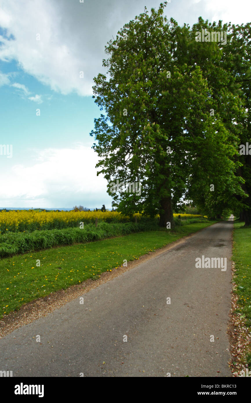 Landstraße in Oxfordshire, flankiert von Feldern von Raps oder Rapsöl Stockfoto