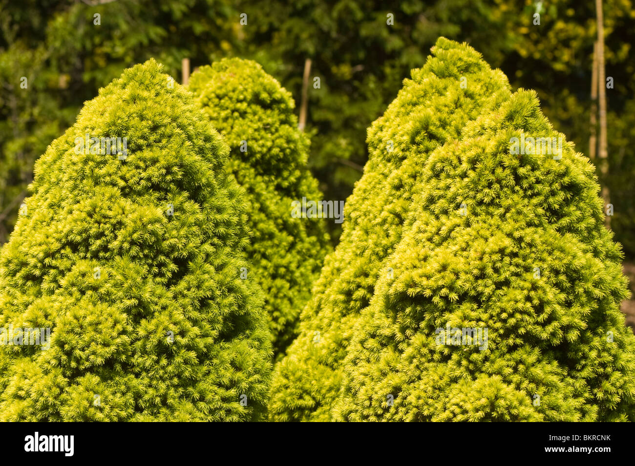 Picea Glauca Conica, Zwerg Kegel Fichte, Rainbow es End, Tannenbäumen, Nahaufnahme, Zwerg Alberta Fichte, Kanada, Nordamerika, Swierk Stockfoto