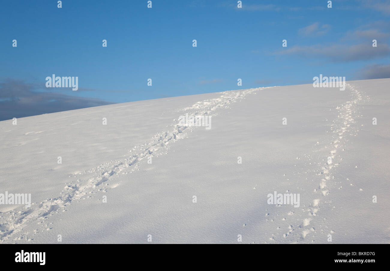 Mensch und Hund Spuren im Schnee, Finnland Stockfoto