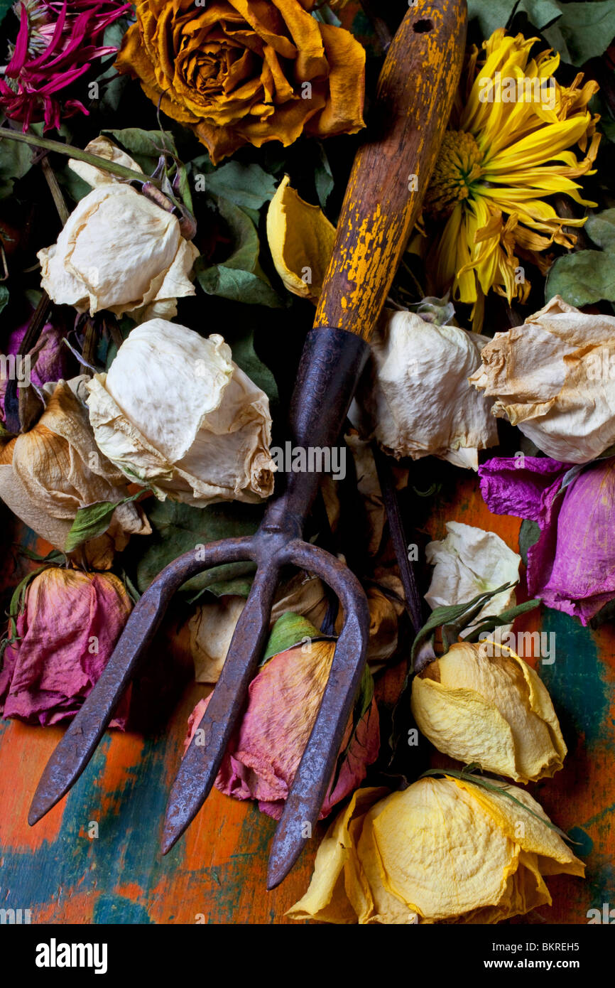 Garten-Werkzeug und alte Rosen Stockfoto