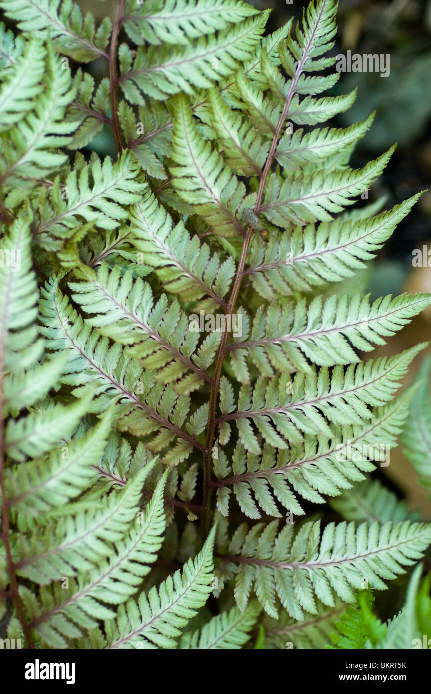 Athyrium niponicum var Pictum, japanischer Farn, Burgunderspitze.  Nahaufnahme silbrig-grner Wedel mit violetten Stielen in einem Garten  Stockfotografie - Alamy