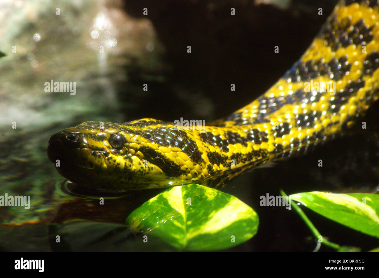 Serpente in Ambiente Aquatico Che Scivola sll'acqua di Uno Stagno Mehrzweckgebaeude eine Foglie Verdi Stockfoto