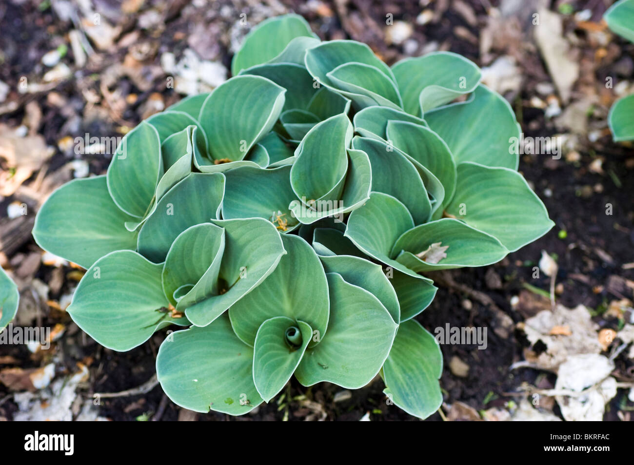 Hosta Blue Mouse Ohren, Wegerich Lily Hostaceae Stockfoto