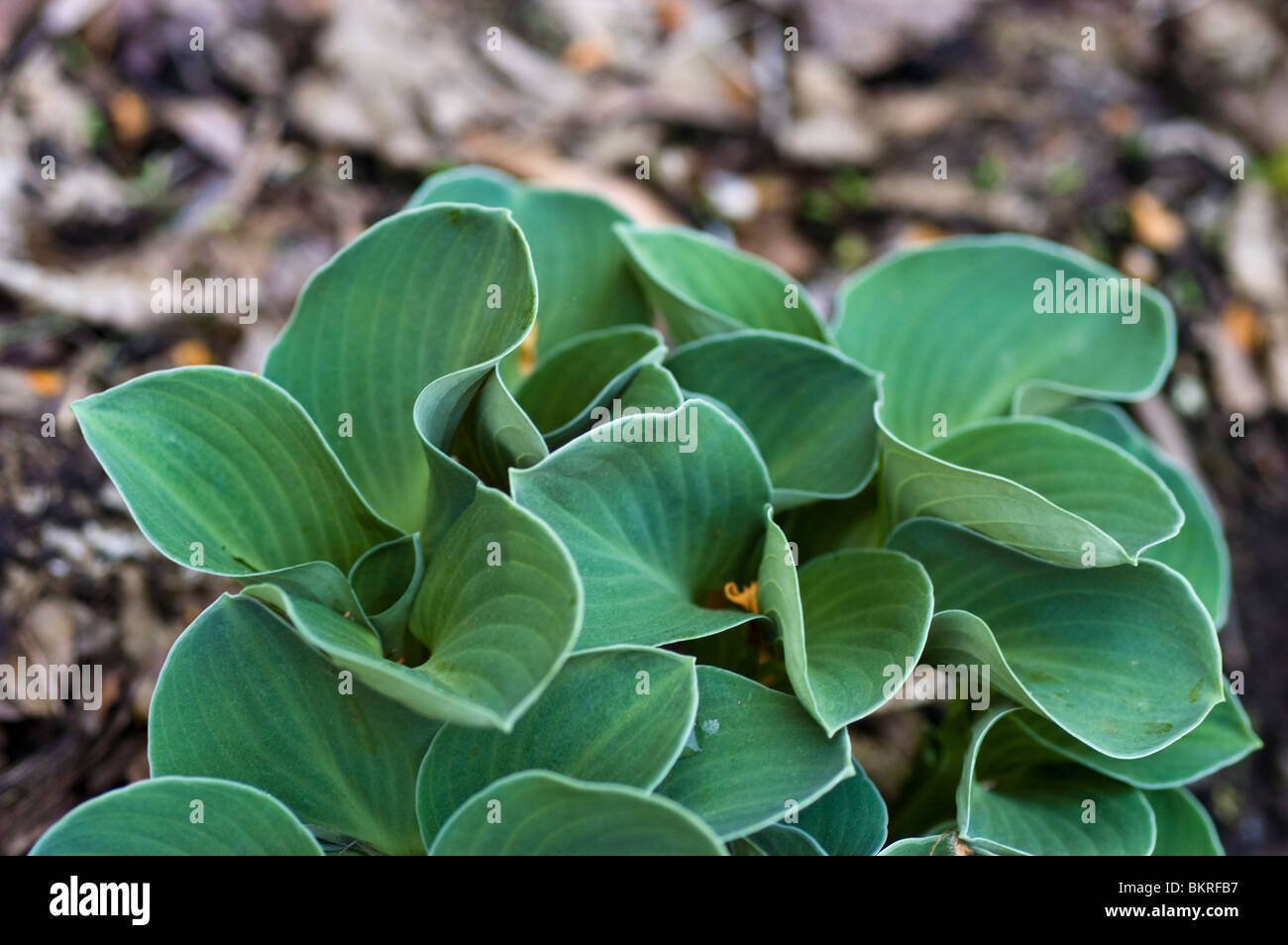 Hosta Blue Mouse Ohren, Wegerich Lily Hostaceae Stockfoto