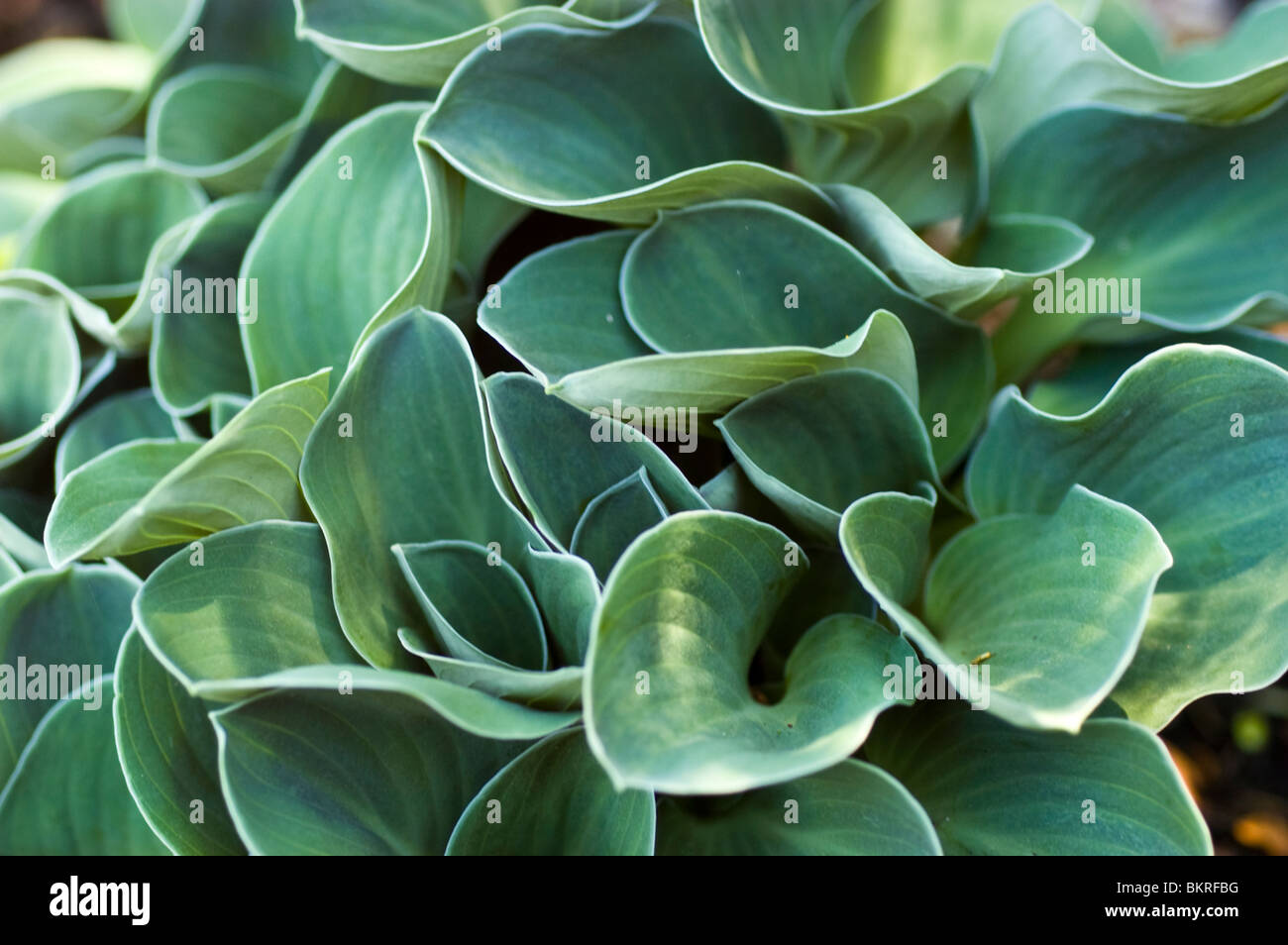 Hosta Blue Mouse Ohren, Wegerich Lily Hostaceae Stockfoto